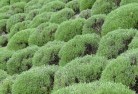 Banksia Grovehorticulturist-7.jpg; ?>
